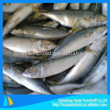 frozen mackerel(scomber japonicus)